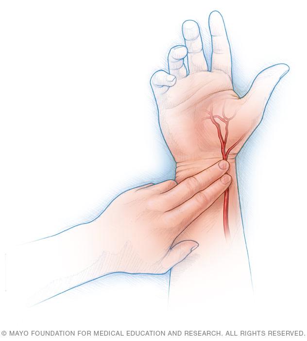 Taking your pulse using your radial artery