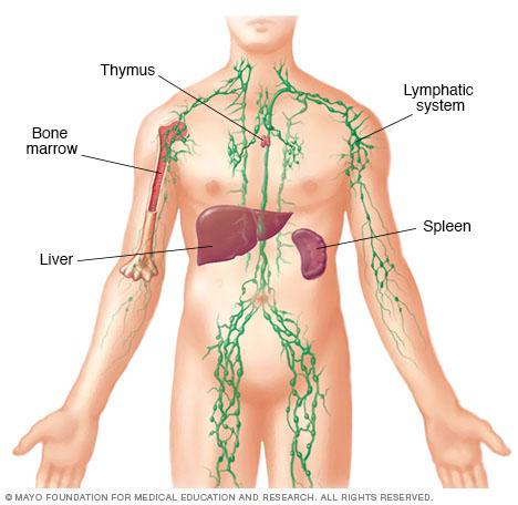 Parts of the immune system