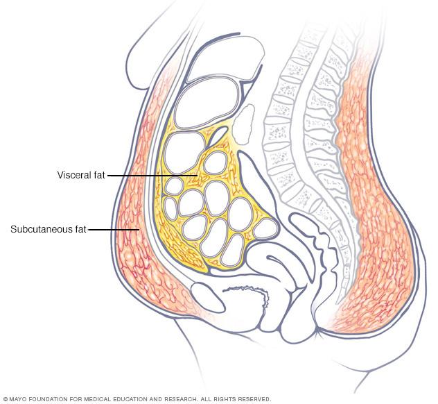 Where belly fat accumulates 